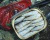 tn_sardines.jpg (4506 bytes)