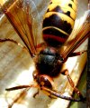 tn_wasp.banana.jpg (6520 bytes)