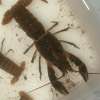 tn_crawfish.jpg (2420 bytes)