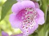 tn_foxglove.jpg (3518 bytes)