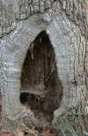 tn_hollow.tree.jpg (4174 bytes)