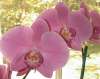 tn_orchid.jpg (2228 bytes)