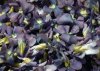 tn_violets.jpg (4326 bytes)