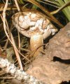tn_bolete.rising.vert.jpg (6190 bytes)