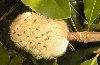 tn_magnolia.bud.jpg (3714 bytes)
