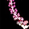 tn_pokeberry.jpg (3359 bytes)