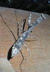 tn_praying.mantis.jpg (4664 bytes)