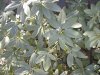 tn_rhodoleaves.s.jpg (4180 bytes)