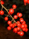 tn_berry.drip.jpg (5134 bytes)