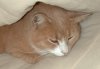 tn_bill.cat.jpg (2229 bytes)