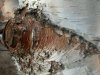 tn_birch.bark.jpg (3607 bytes)