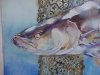 tn_cobia.jpg (3180 bytes)