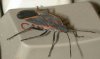 tn_computer.bug.jpg (2225 bytes)