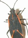 tn_deskbug.jpg (3541 bytes)