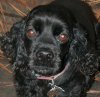 tn_pooch.snoot.jpg (4065 bytes)