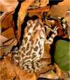 tn_toad2.jpg (3647 bytes)