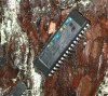 tn_tree.chip.jpg (5057 bytes)