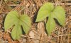 tn_vine.leaves.jpg (3576 bytes)