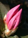 tn_azalea.bud.jpg (4588 bytes)