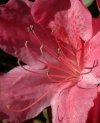 tn_azalea.early.jpg (4561 bytes)