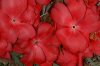 tn_camelia.petals.jpg (2833 bytes)