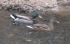 tn_mallards.jpg (2815 bytes)