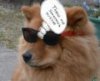 tn_dog.jpg (3066 bytes)