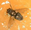 tn_fly36.jpg (3770 bytes)
