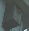 tn_owl.box.jpg (1388 bytes)