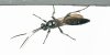 tn_wasp.jpg (1817 bytes)