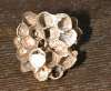 tn_wasp.nest.jpg (2567 bytes)