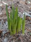 tn_winter.sprouts.jpg (4075 bytes)