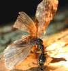 tn_ant.moth.jpg (2809 bytes)
