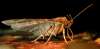 tn_banana.moth.jpg (1579 bytes)