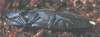 tn_click.beetle.jpg (1442 bytes)