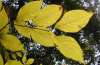 tn_dogwood.yellow.jpg (2671 bytes)