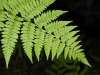 tn_fern.jpg (2392 bytes)