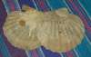tn_fossil.scallop.jpg (1800 bytes)