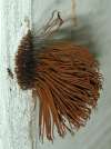 tn_fungus.anemone.jpg (3014 bytes)