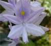 tn_hyacinth.jpg (2110 bytes)