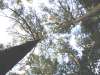 tn_pines.jpg (2789 bytes)