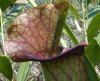 tn_pitcher.plant.jpg (4411 bytes)