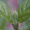 tn_sweetshrub.jpg (1927 bytes)