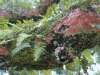 tn_live.oak.fern.jpg (2659 bytes)