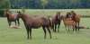 tn_mares.jpg (1638 bytes)