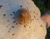 tn_mushroom.jpg (1893 bytes)