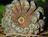 tn_pinecone.jpg (2514 bytes)