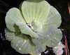 tn_pond.lettuce.jpg (2181 bytes)