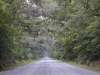 tn_sc.road.jpg (1988 bytes)