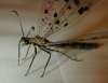 tn_strange.fly.jpg (1702 bytes)